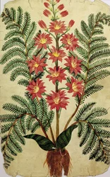 Fern with red and yellow flowers, plate from a seed merchants in Oisans